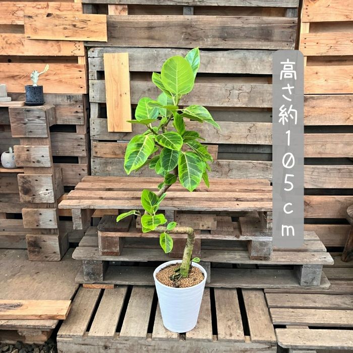 観葉植物現品販売