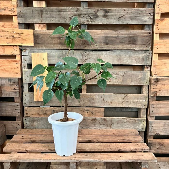 観葉植物現品販売