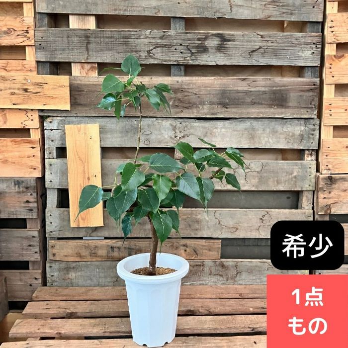 観葉植物現品販売