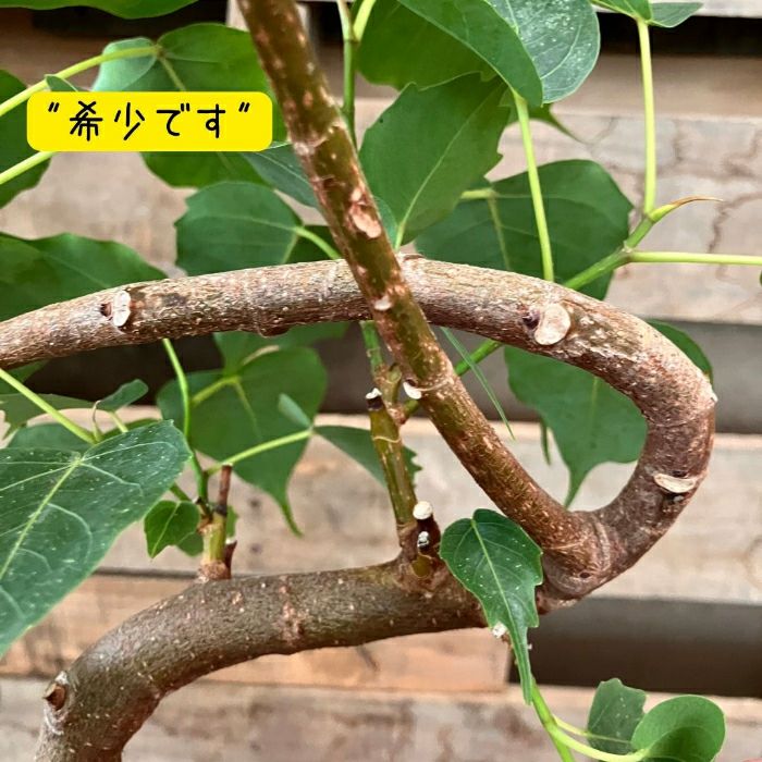 観葉植物現品販売