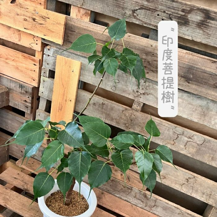 観葉植物現品販売