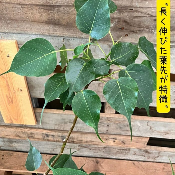 観葉植物現品販売