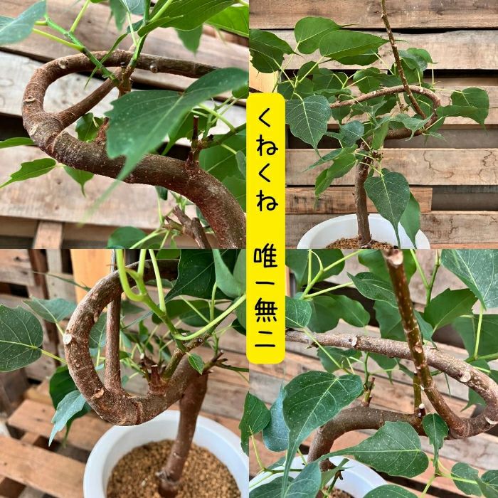 観葉植物現品販売
