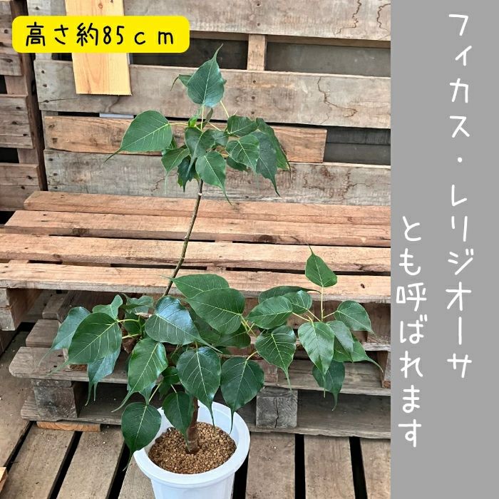 観葉植物現品販売
