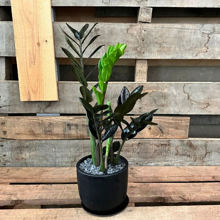 観葉植物現品販売