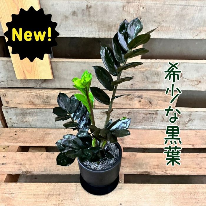 観葉植物現品販売