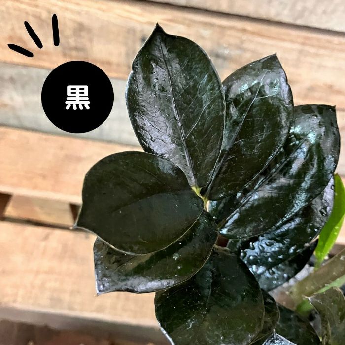 観葉植物現品販売