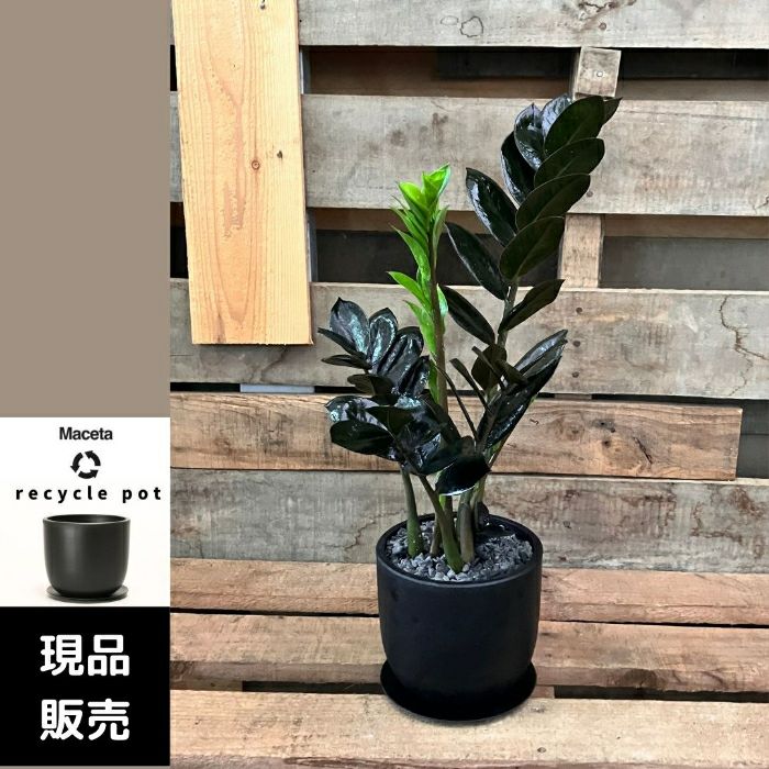 観葉植物現品販売