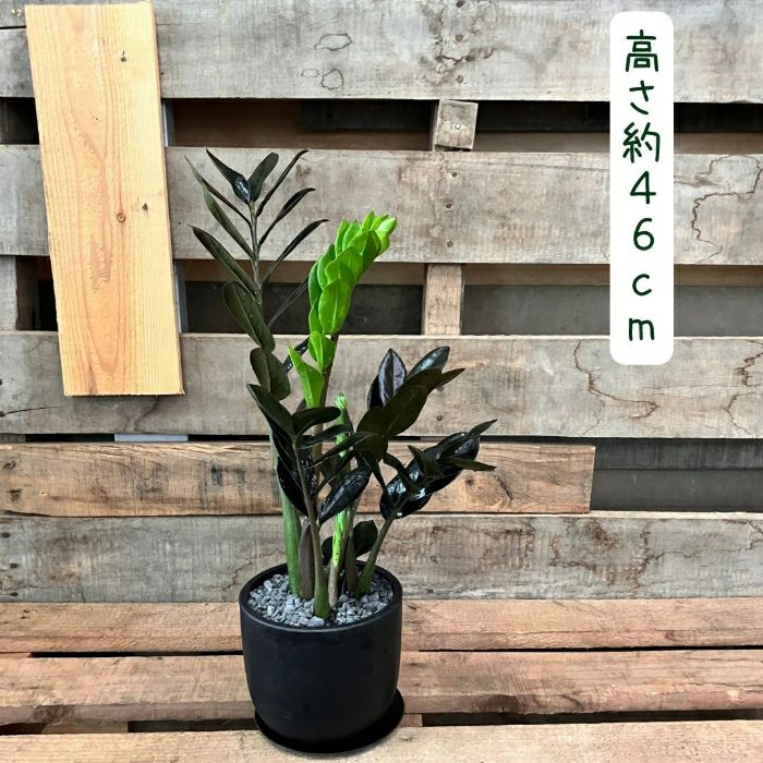 観葉植物現品販売