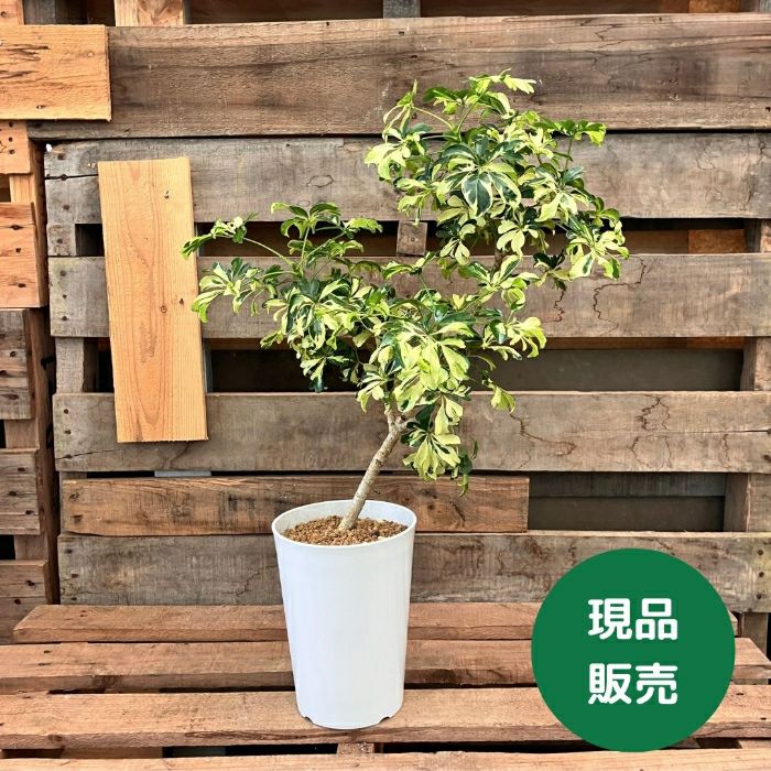 観葉植物現品販売