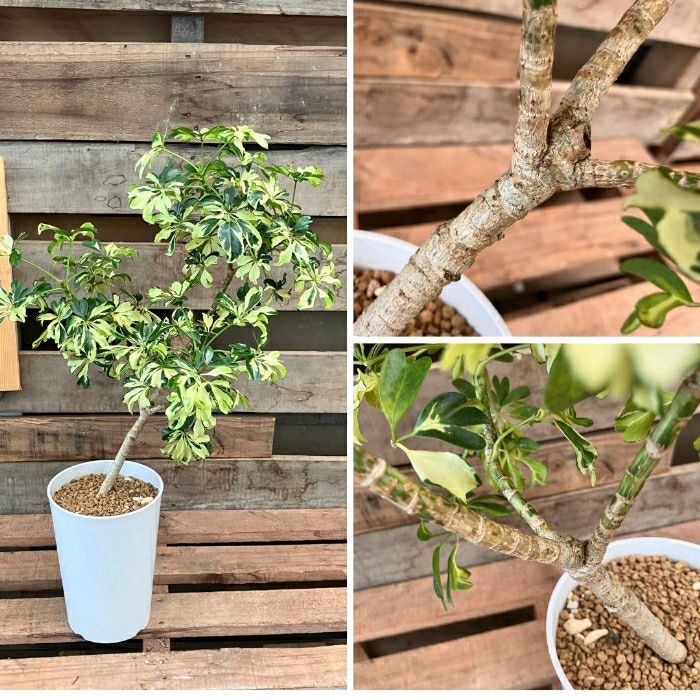 観葉植物現品販売