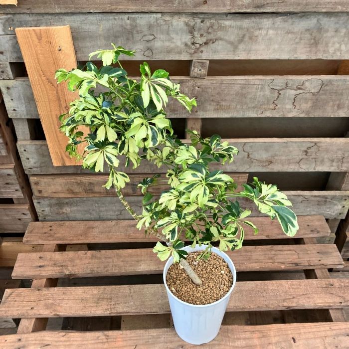 観葉植物現品販売