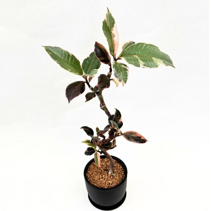 観葉植物現品販売