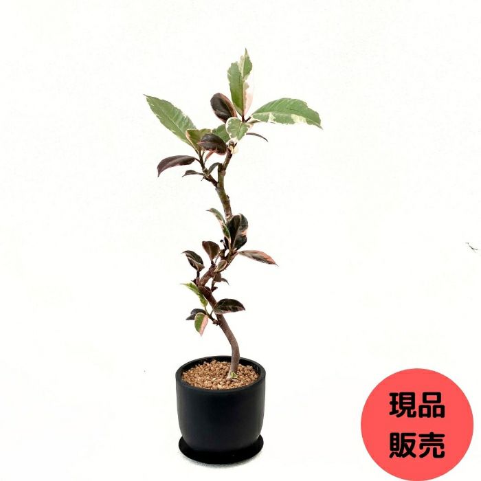 観葉植物現品販売