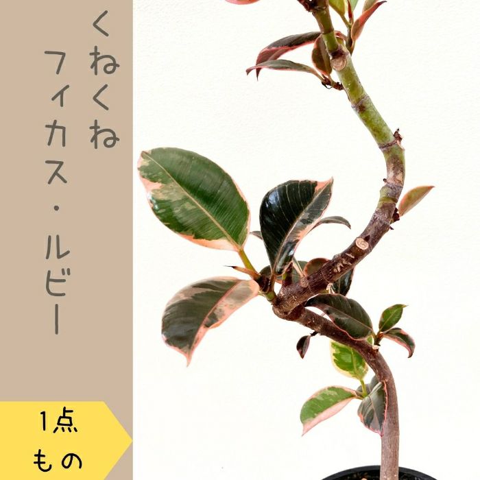 観葉植物現品販売