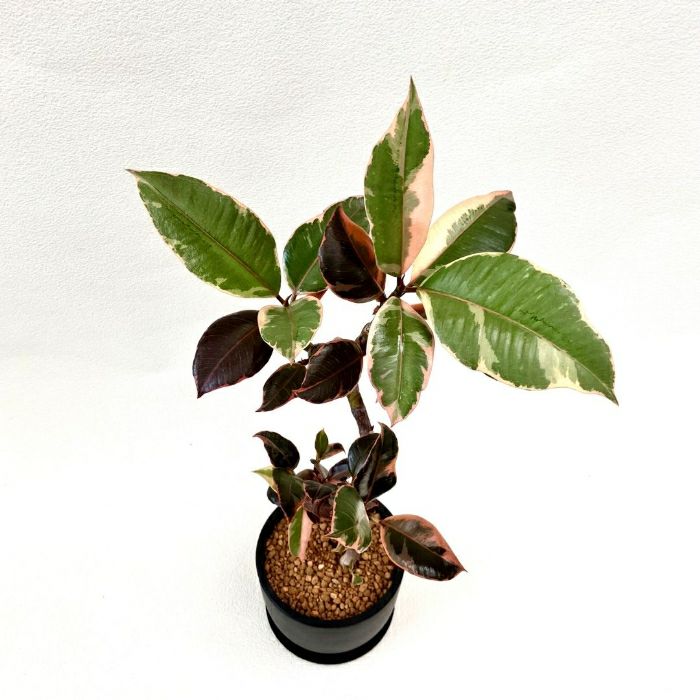 観葉植物現品販売