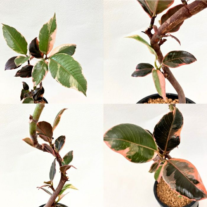 観葉植物現品販売