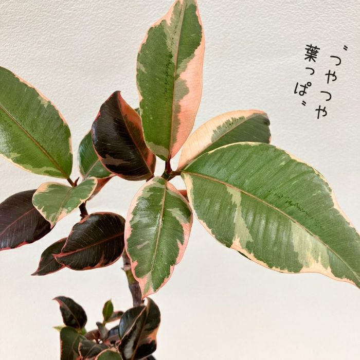 観葉植物現品販売