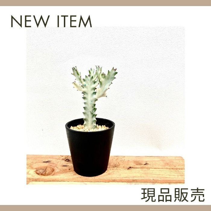 観葉植物現品販売