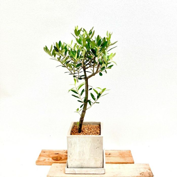 観葉植物現品販売