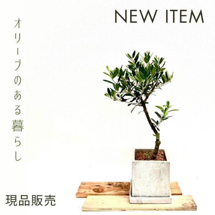 観葉植物現品販売