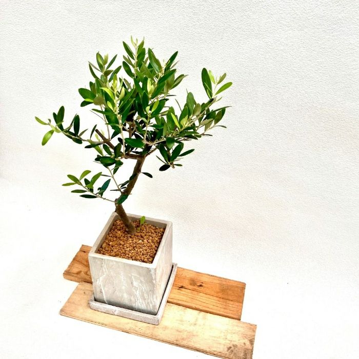 観葉植物現品販売