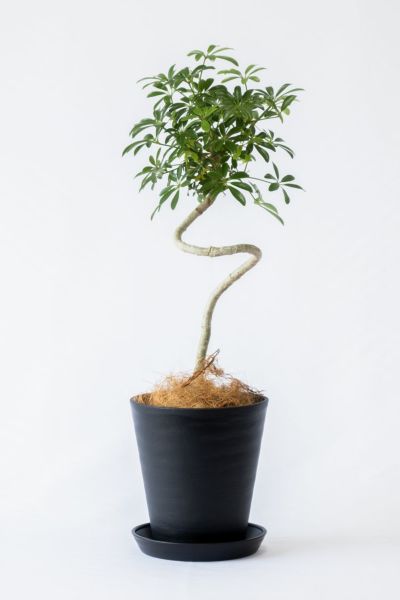 観葉植物を樹種で選ぶ (その他の樹種) 通販 【観葉植物の専門店 彩植健美】