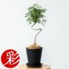 シェフレラ コンパクタ 6号 セラアート鉢 観葉植物