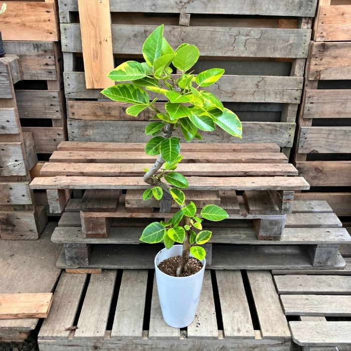 観葉植物現品販売