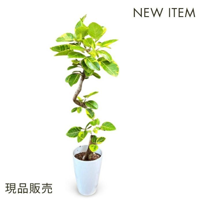 観葉植物現品販売