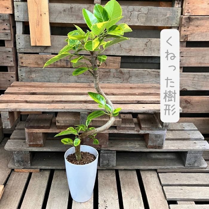 観葉植物現品販売