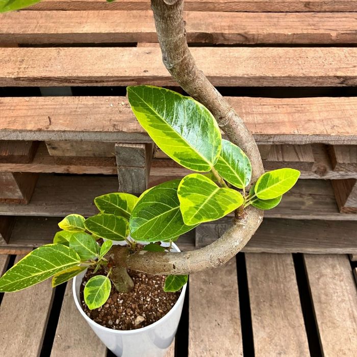 観葉植物現品販売