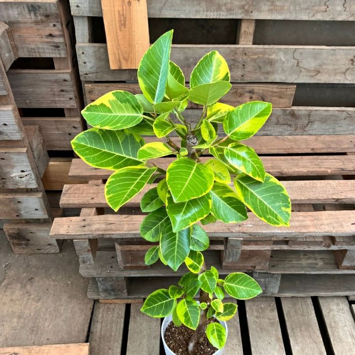 観葉植物現品販売