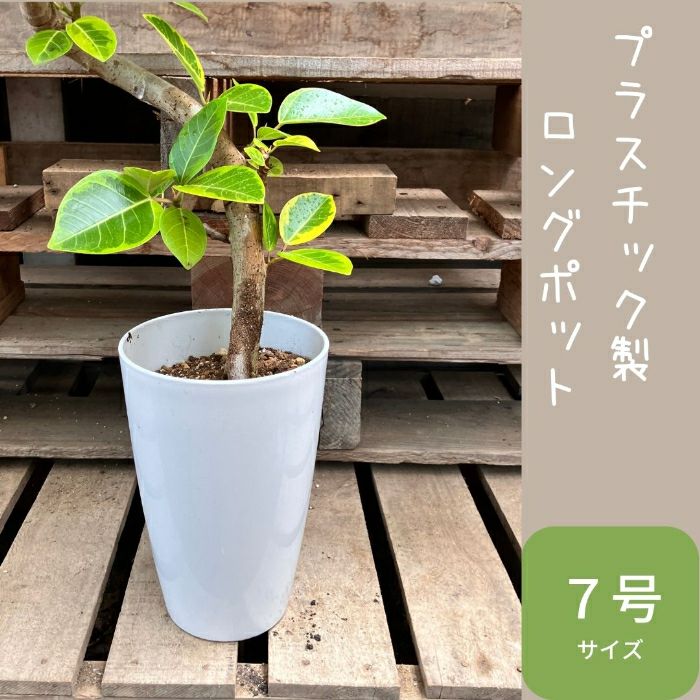 観葉植物現品販売