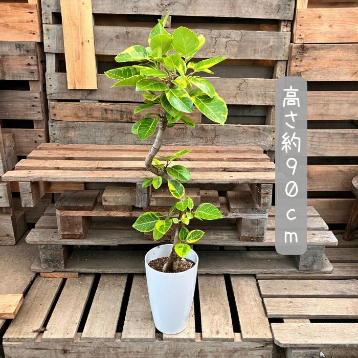 観葉植物現品販売