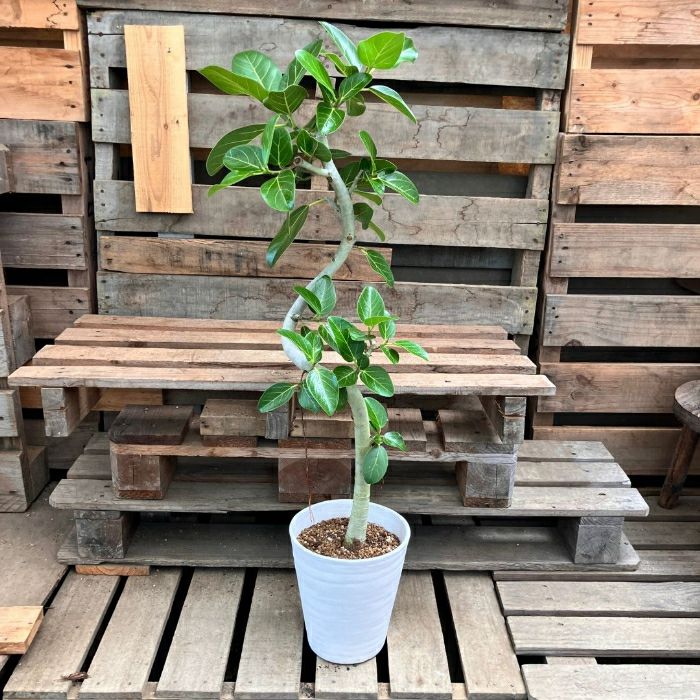 観葉植物現品販売