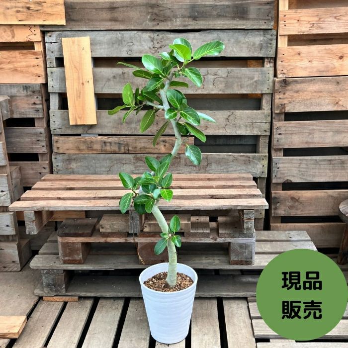 観葉植物現品販売