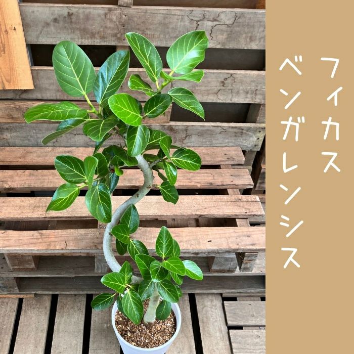 観葉植物現品販売