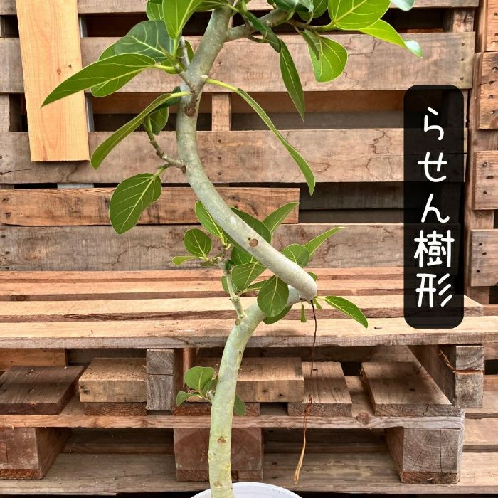 観葉植物現品販売