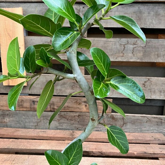 観葉植物現品販売