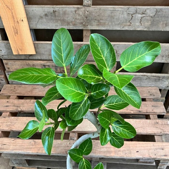 観葉植物現品販売