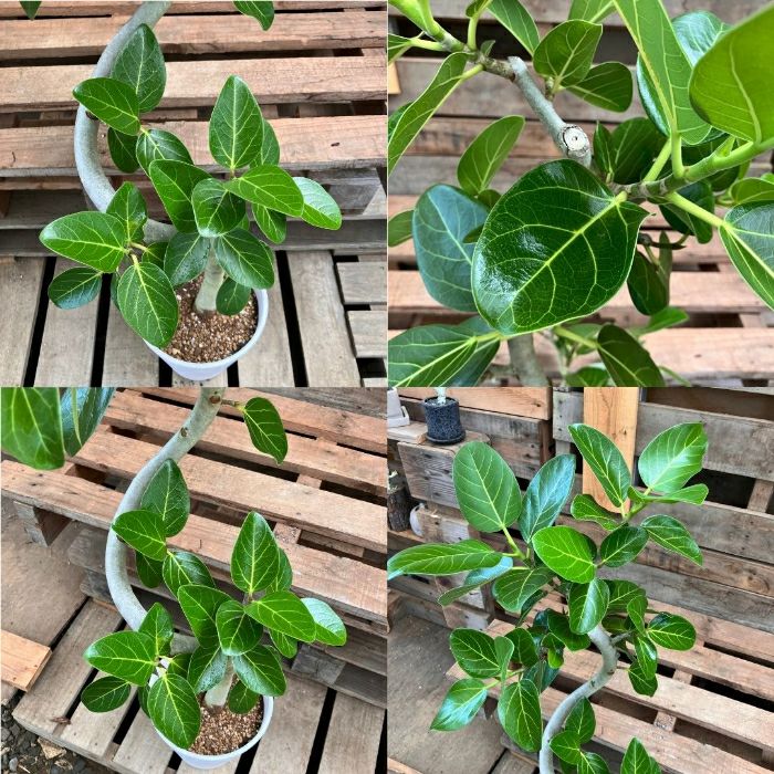 観葉植物現品販売