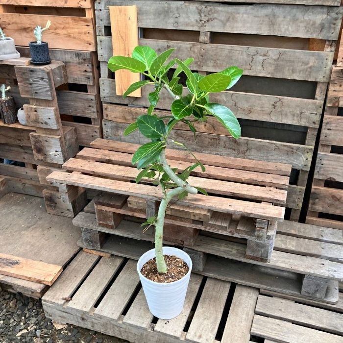 観葉植物現品販売