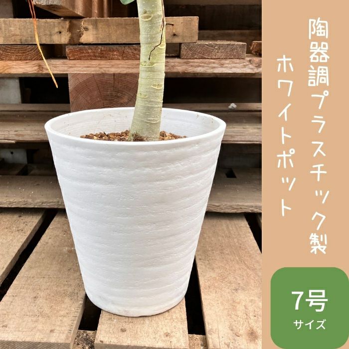 観葉植物現品販売