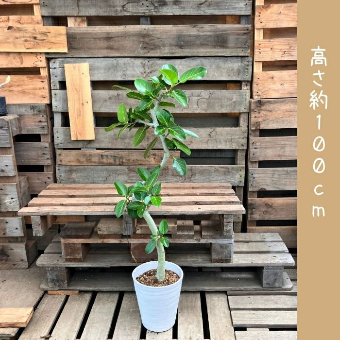 観葉植物現品販売