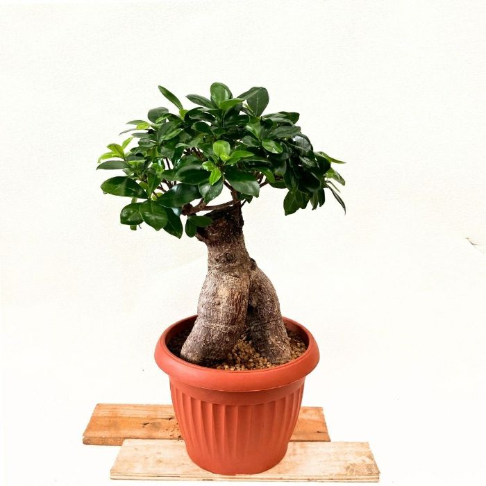 観葉植物現品販売