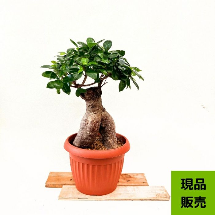観葉植物現品販売