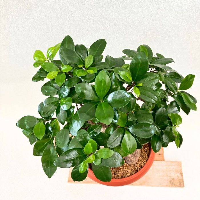 観葉植物現品販売