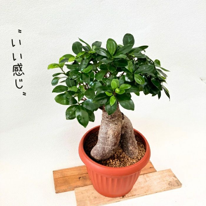 観葉植物現品販売