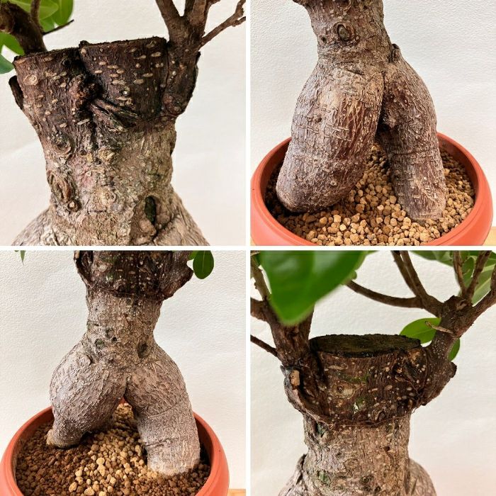 観葉植物現品販売